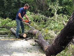 Best Fruit Tree Pruning  in Atlanta, TX