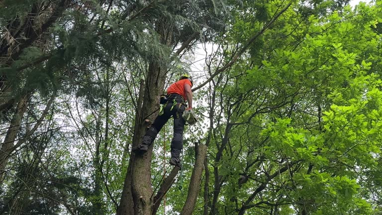 Why Choose Our Tree Removal Services in Atlanta, TX?