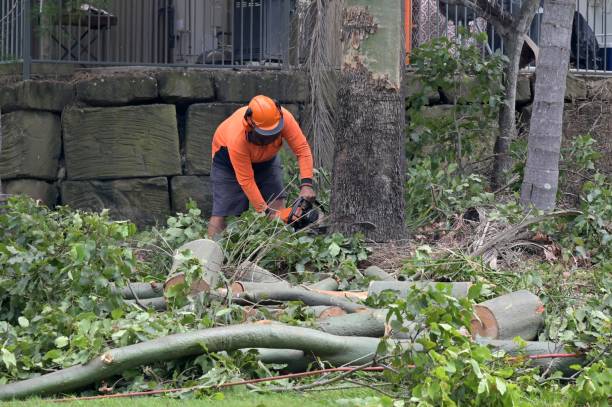 Best Tree Disease Treatment  in Atlanta, TX